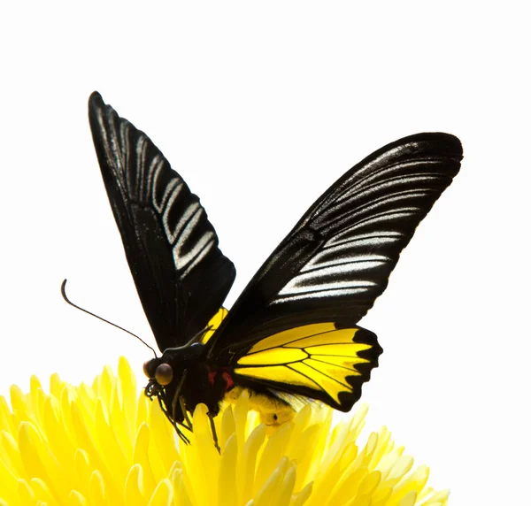 Stoke aster květina a motýl monarcha izolované na bílém — Stock fotografie
