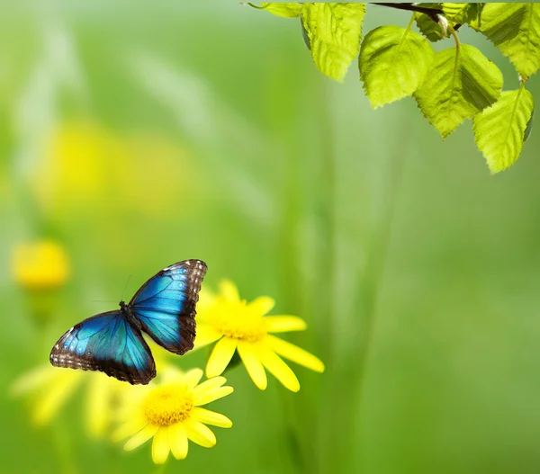 Une camomille jaune est dans un jardin. Concentration sélective — Photo