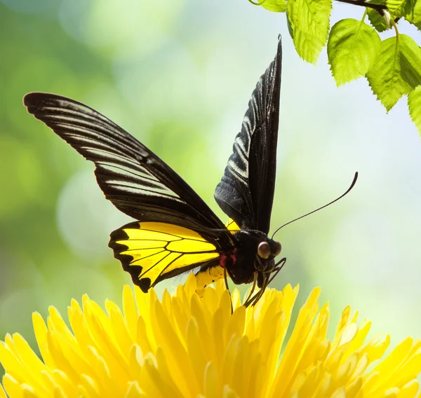 アスターの花と白で隔離される君主蝶をかき立てる — ストック写真