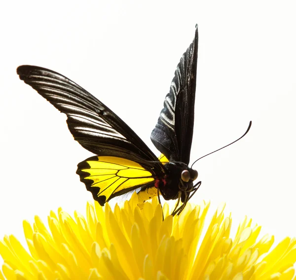 Stoke Aster fiore e farfalla monarca isolato su bianco — Foto Stock