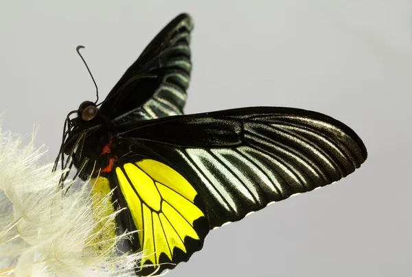 Stoke aster květina a motýl monarcha izolované na bílém — Stock fotografie