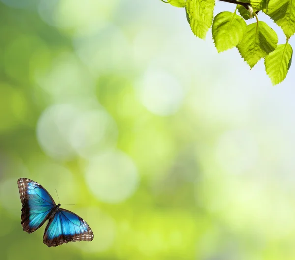 Кульбаби з метеликом на лузі — стокове фото