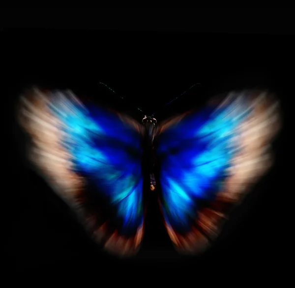 Motýl morpho rhetenor cacica izolované na bílém pozadí — Stock fotografie
