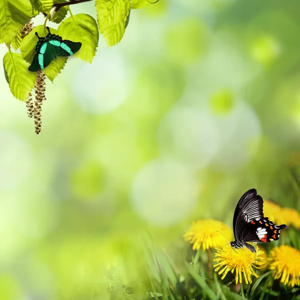 Одуванчики с бабочкой на лугу — стоковое фото
