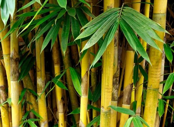 Zen bambus — Stock fotografie