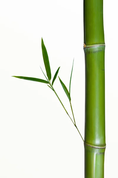 Красиві бамбук кордону. Бамбук природного фону — стокове фото