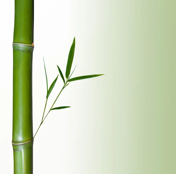 Piękne bambus granicy. bambus naturalny tło — Zdjęcie stockowe