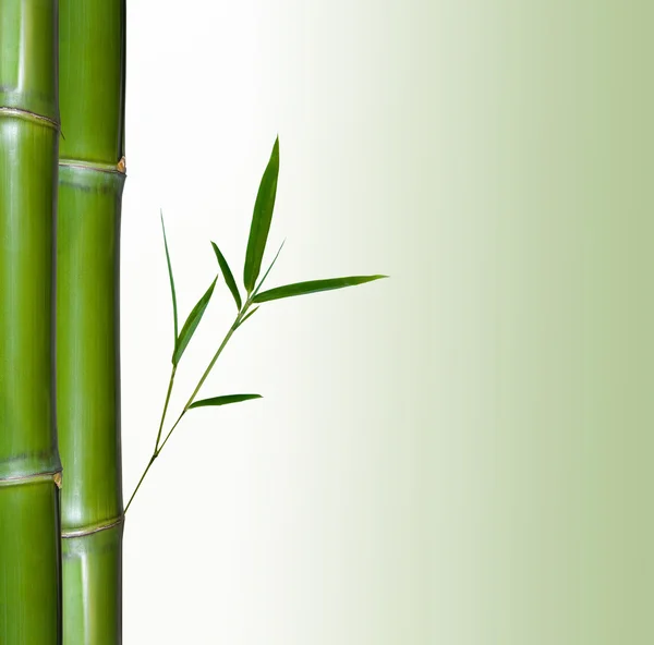 Hermosa frontera de bambú. El bambú un fondo natural — Foto de Stock