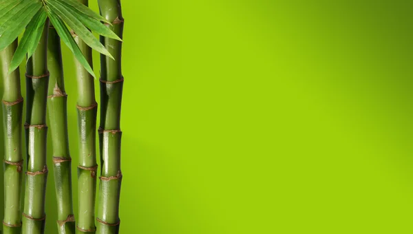 Jemný obraz různých bambus, přírodní pozadí — Stock fotografie