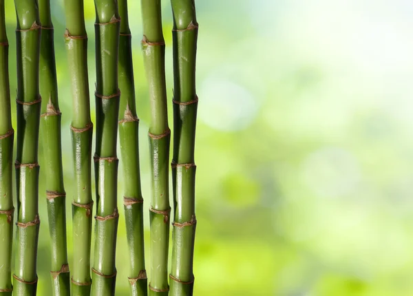 Fondo verde de bambú chino duro fresco — Foto de Stock