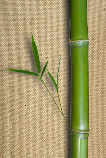 Bir arka plan bambu — Stok fotoğraf