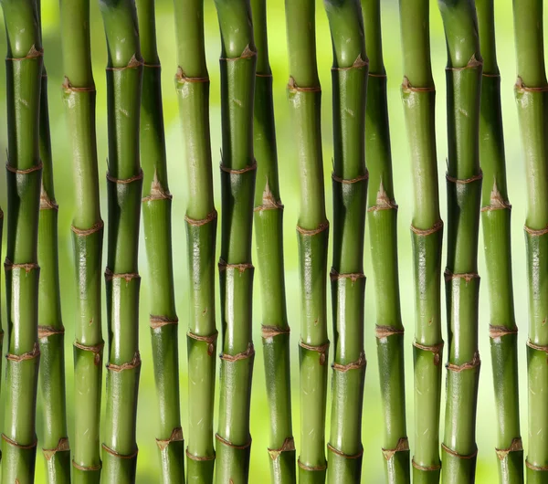 Zelené pozadí čerstvé tvrdý čínský bambus — Stock fotografie