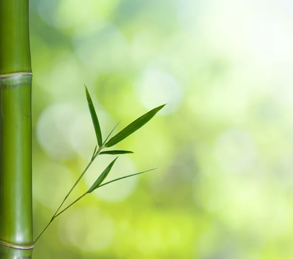 Fondo verde de bambú chino duro fresco — Foto de Stock