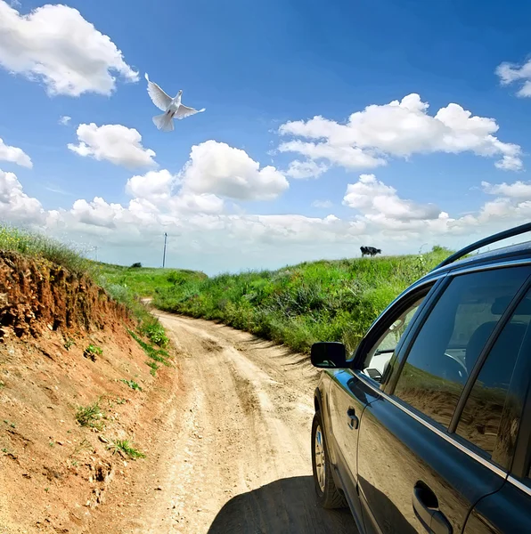 En due og en bil på en landevei. – stockfoto