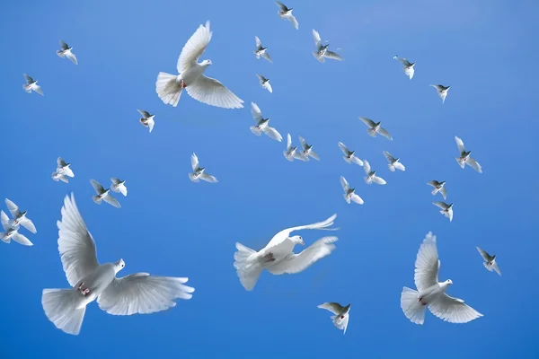 Güvercinlerin gökyüzünde — Stok fotoğraf