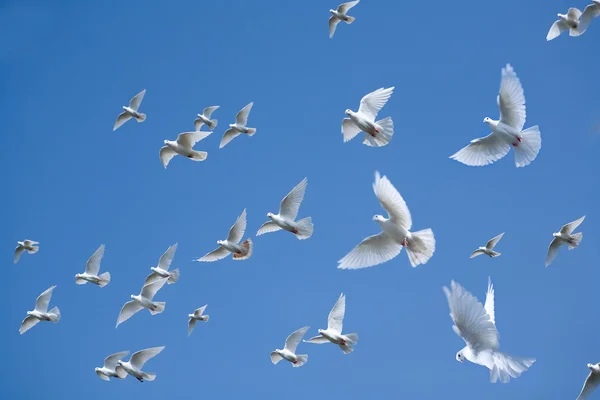 Güvercinlerin gökyüzünde — Stok fotoğraf
