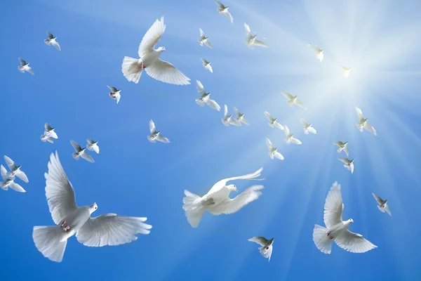 Pigeons in the sky — Stock Photo, Image