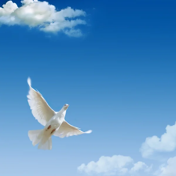 푸른 하늘에 대 한 흰색 비둘기 — 스톡 사진