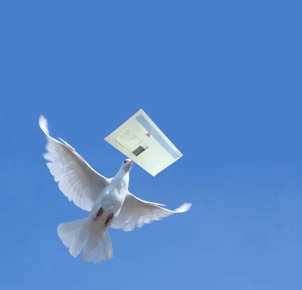 Biały gołąb z list — Zdjęcie stockowe