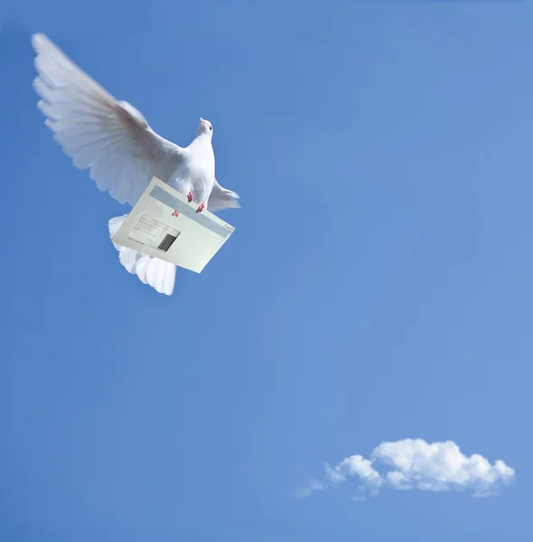 Pombo branco Homing com carta — Fotografia de Stock