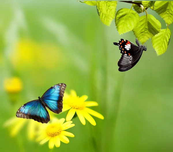 Una camomilla gialla è in un giardino. Focus selettivo — Foto Stock