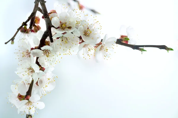 Bir kayısı çiçek — Stok fotoğraf