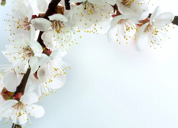 Bloemen een abrikoos — Stockfoto
