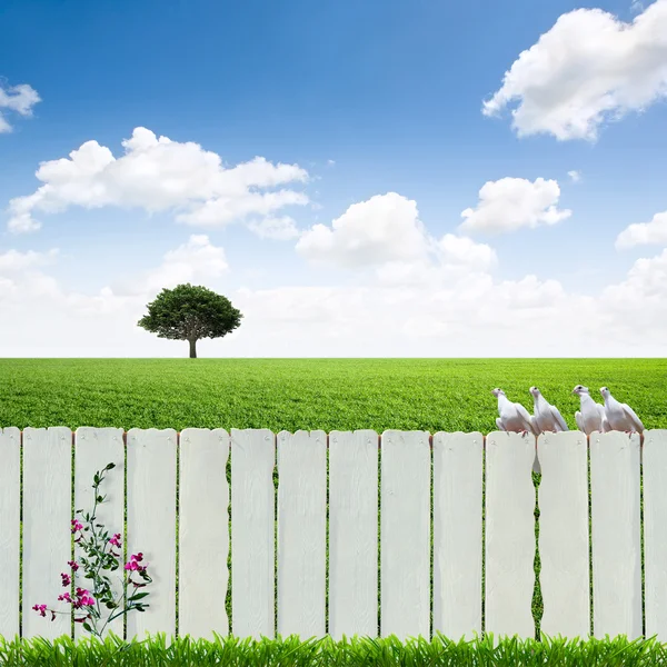 白い柵と緑の草 — ストック写真
