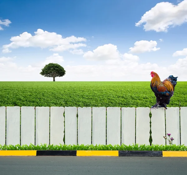 Wit hek en groen gras — Stockfoto
