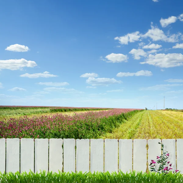 Beyaz çit ve yeşil çimen — Stok fotoğraf