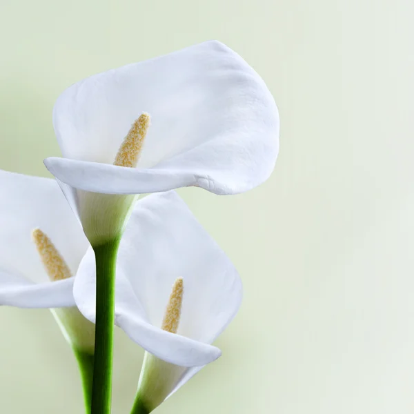 Kala bloem. macro. Close-up. geïsoleerd — Stockfoto