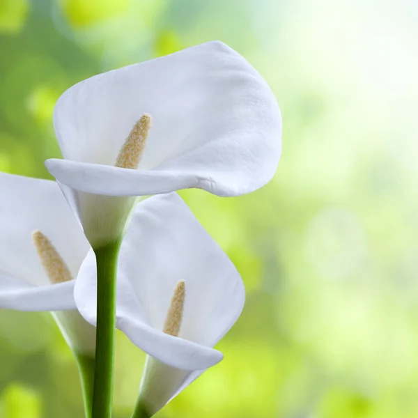 Kala kwiat. makro. szczelnie-do góry. na białym tle — Zdjęcie stockowe