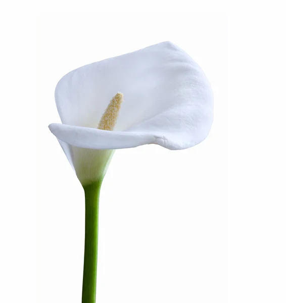 Fiore di Kala. Macro. Primo piano. Isolato — Foto Stock