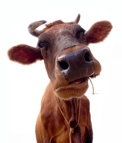 Cow on a white background. It is isolated — Stock Photo, Image