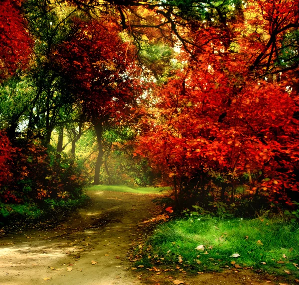 Sonbahar parkında ağaçlar — Stok fotoğraf