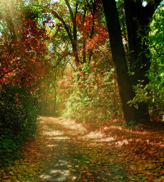 Trees in autumn park — Stock Photo, Image