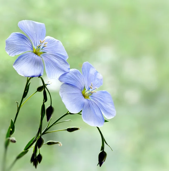 Stock image Flax flowers close up on the field