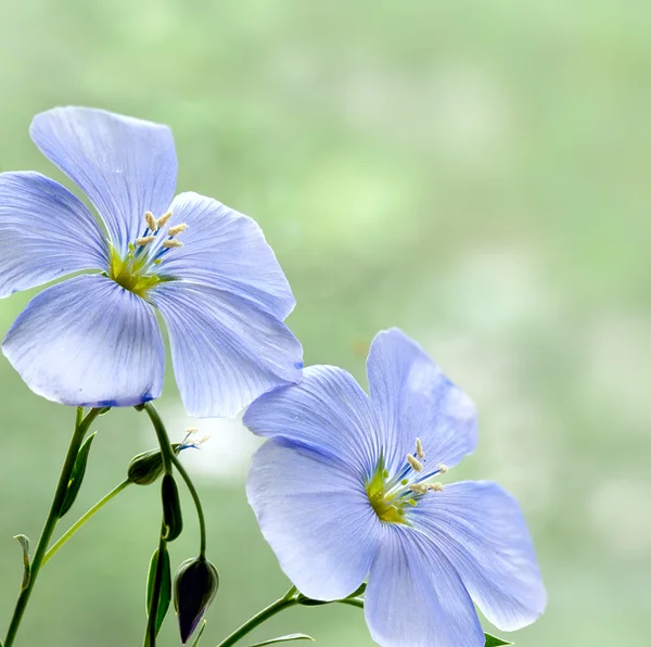 stock image Flax flowers close up on the field