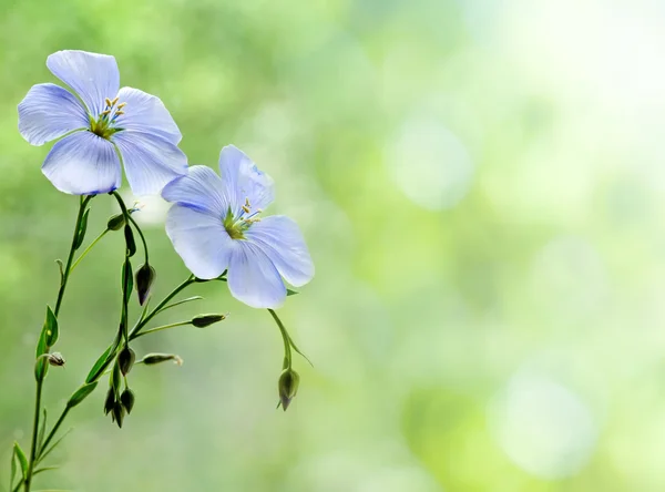 Flax flowers close up on the field — Stock Photo, Image