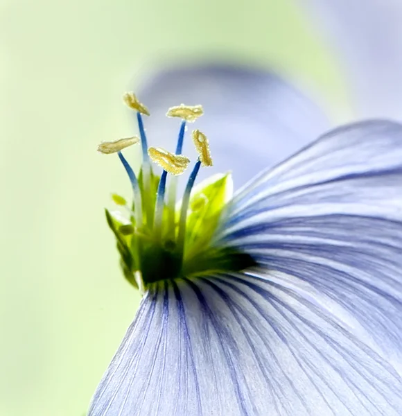 Flax flowers close up on the field — Stock Photo, Image