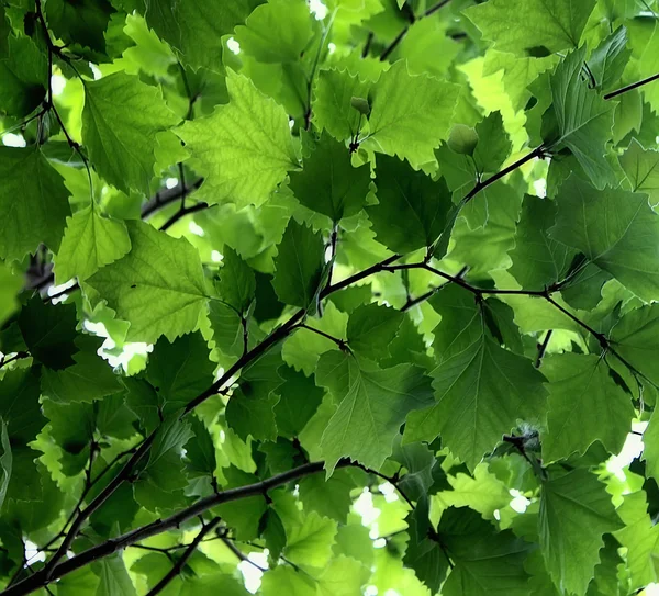 Green leaves of a maple, as a background — Stock Photo, Image