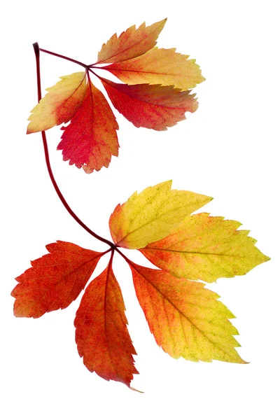 Javorový list izolovaný na bílém — Stock fotografie
