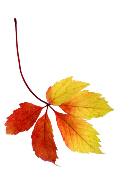 Javorový list izolovaný na bílém — Stock fotografie