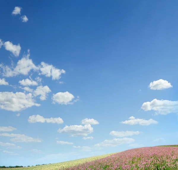 Yeşil çimenler, mavi gökyüzü ve beyaz bulutlar — Stok fotoğraf