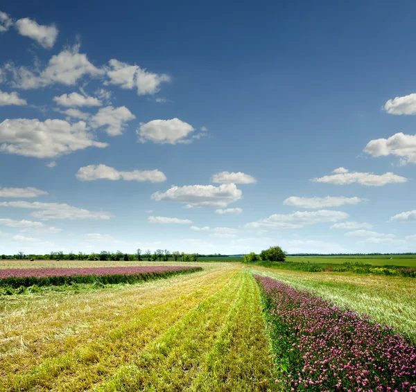 Зеленая трава, голубое небо и белые облака — стоковое фото
