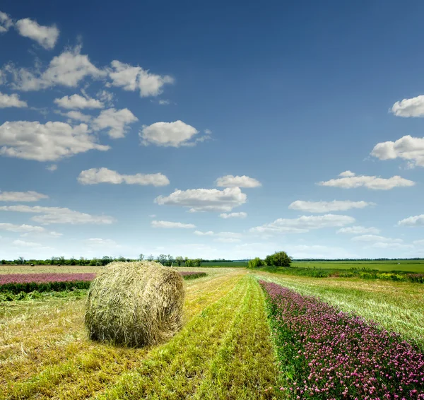 Field with beveled lavndoy against the blue sky — Stock Photo, Image
