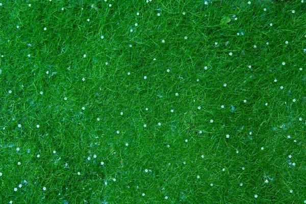 Trawa jest zielona, mały szczegół. tło — Zdjęcie stockowe