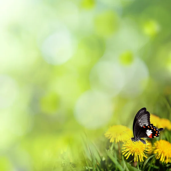草原の蝶とタンポポ — ストック写真