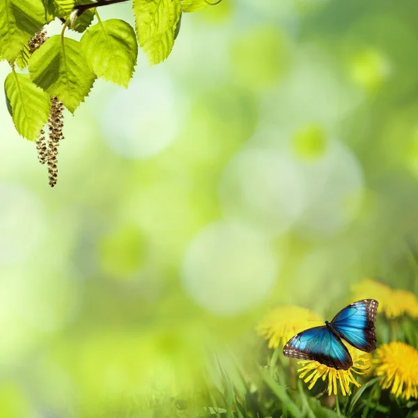 Pampelišky s motýl na louce — Stock fotografie