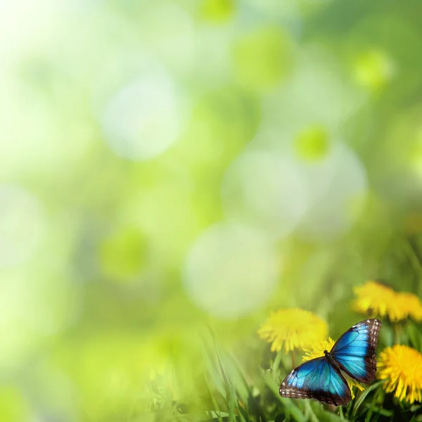 Paardebloemen met vlinder in de weide — Stockfoto